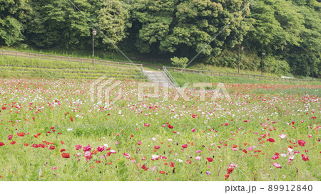 神奈川県横須賀市久里浜の花の国のポピー 89912840