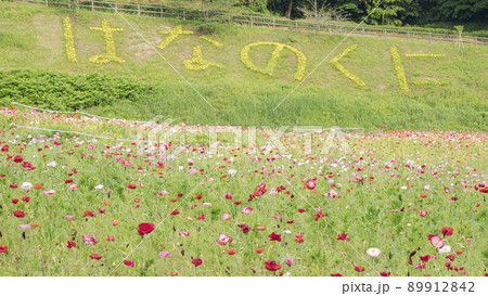神奈川県横須賀市久里浜の花の国のポピー 89912842