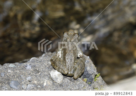 カジカガエル カジカガエル 89912843