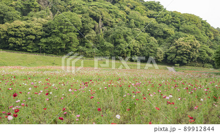 神奈川県横須賀市久里浜の花の国のポピー 神奈川県横須賀市久里浜の花の国のポピー 89912844