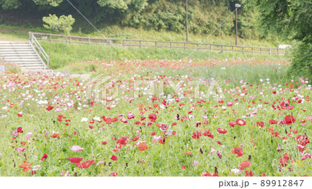 神奈川県横須賀市久里浜の花の国のポピー 神奈川県横須賀市久里浜の花の国のポピー 89912847