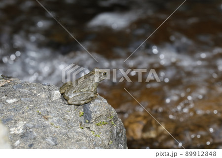 カジカガエル カジカガエル 89912848