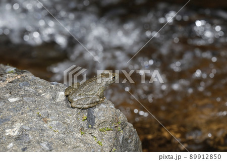 カジカガエル カジカガエル 89912850