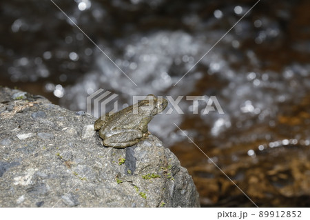 カジカガエル カジカガエル 89912852
