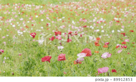 神奈川県横須賀市久里浜の花の国のポピー 神奈川県横須賀市久里浜の花の国のポピー 89912853