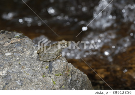 カジカガエル 89912856