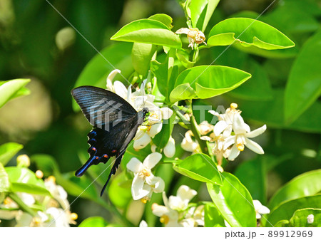 吸蜜中のカラスアゲハ 89912969