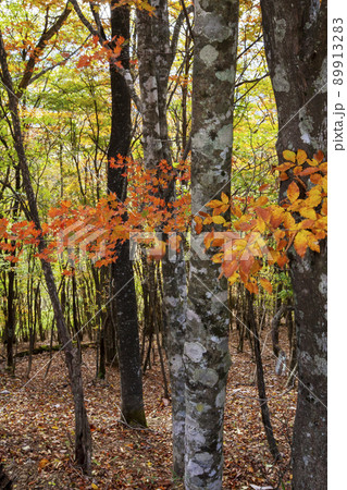 晩秋から初冬への、移ろう山の風景-21の写真素材 [89913283] - PIXTA