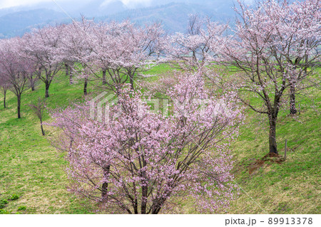 桜並木　道の駅　花の駅千曲川付近の眺め　早春の風景　 89913378