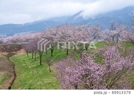 桜並木 道の駅 花の駅千曲川付近の眺め 早春の風景 桜並木 道の駅 花の駅千曲川付近の眺め 早春の風景 89913379