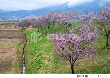 桜並木　道の駅　花の駅千曲川付近の眺め　早春の風景　 89913380