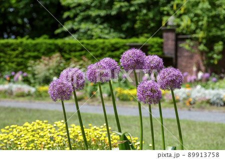 球形が綺麗なアリウム・グローブマスター【ヒガンバナ科】 89913758