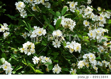 茨城県鹿嶋市 初夏の林道に咲く野バラの白い花 イメージ 茨城県鹿嶋市 初夏の林道に咲く野バラの白い花 イメージ 89913844