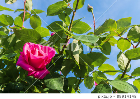 バラの花のクローズアップ 89914148