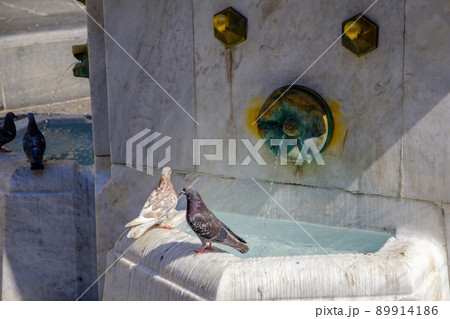 Pidgins drinking water from a fountain in Knez Mihailova street in Belgrade Pidgins drinking water from a fountain in Knez Mihailova street in Belgrade 89914186