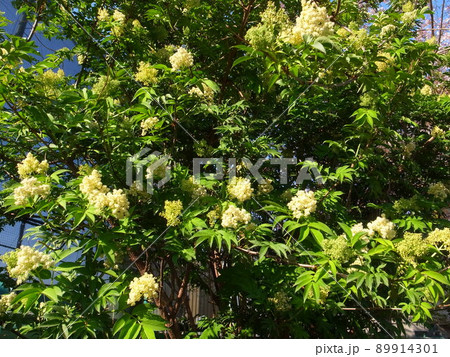 ニワトコ ニワトコ 89914301