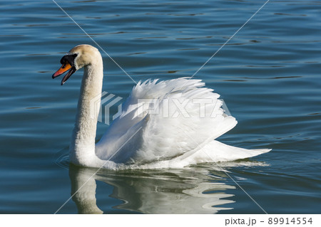 White swan swimming in the blue water of Danube river in Belgrade, Serbia White swan swimming in the blue water of Danube river in Belgrade, Serbia 89914554