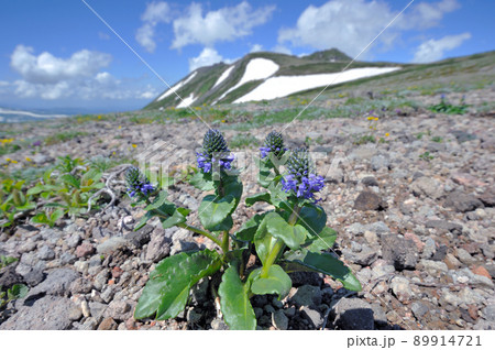 ホソバウルップソウと白雲岳（北海道・大雪山） 89914721