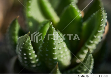 Closeup macro cactus details stock photo 89914906