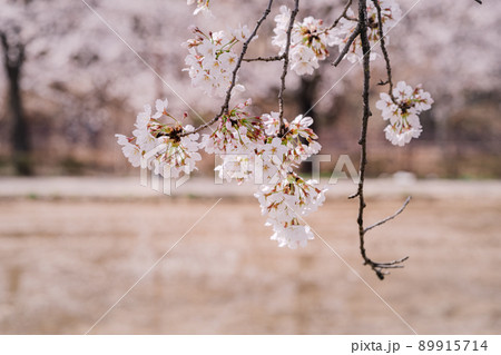 桜 花 植物 89915714