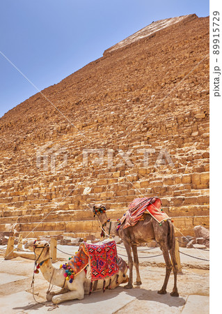 Camels in front of the Pyramid of Khafre in Cairo 89915729