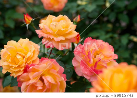 アンネのバラ　スヴニール・ドゥ・アンネ・フランク 89915743