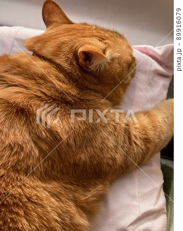 クッションの上で寝むるちゃとら柄の猫 クッションの上で寝むるちゃとら柄の猫 89916079