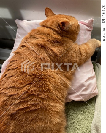 クッションを抱いて寝むるちゃとら柄の猫 89916170