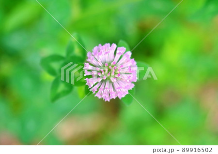 キラキラした緑バックに映える春の野草アカツメグサ 89916502