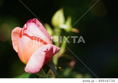 バラとクレマチスが咲くローザンベリー多和田 89916730