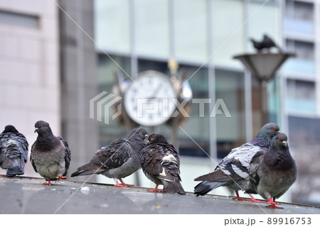 JR大塚駅前の駐輪場屋根にとまる鳩と近くに見える時計 JR大塚駅前の駐輪場屋根にとまる鳩と近くに見える時計 89916753