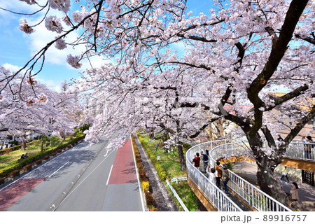 国立大学通りの満開に咲くさくら 89916757
