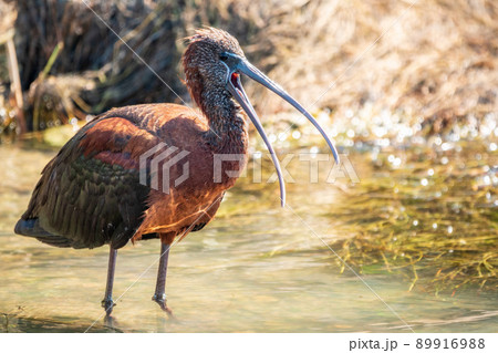 The glossy ibis, latin name Plegadis falcinellus, searching for food in the shallow lagoon. The glossy ibis, latin name Plegadis falcinellus, searching for food in the shallow lagoon. 89916988