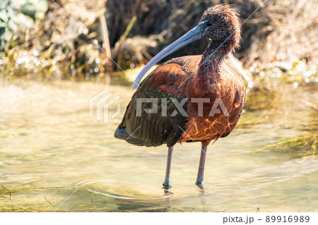 The glossy ibis, latin name Plegadis falcinellus, searching for food in the shallow lagoon. 89916989