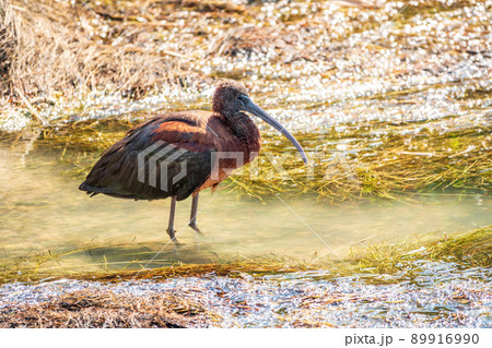 The glossy ibis, latin name Plegadis falcinellus, searching for food in the shallow lagoon. The glossy ibis, latin name Plegadis falcinellus, searching for food in the shallow lagoon. 89916990