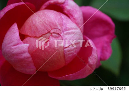 バラとクレマチスが咲くローザンベリー多和田 89917066