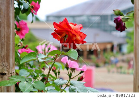 春のバラ園 垣根から顔を出すバラの花 みかもやま 春のバラ園 垣根から顔を出すバラの花 みかもやま 89917323