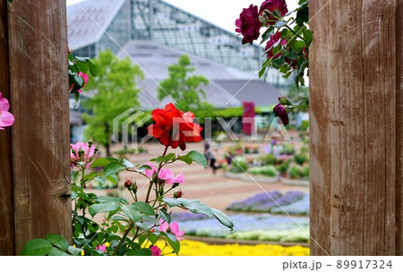 春のバラ園 垣根から顔を出すバラの花 みかもやま 春のバラ園 垣根から顔を出すバラの花 みかもやま 89917324