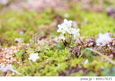 バイカオウレンの花 バイカオウレンの花 89917635
