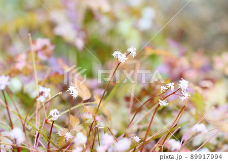 セリバオウレンの花 セリバオウレンの花 89917994