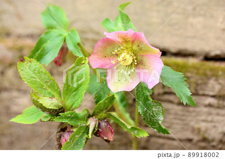 クリスマスローズの花 89918002