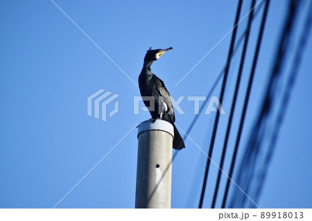 電柱のてっぺんにとまるカワウ 89918013