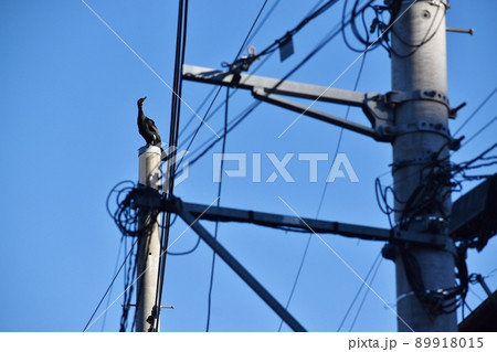 電柱のてっぺんにとまるカワウ 89918015