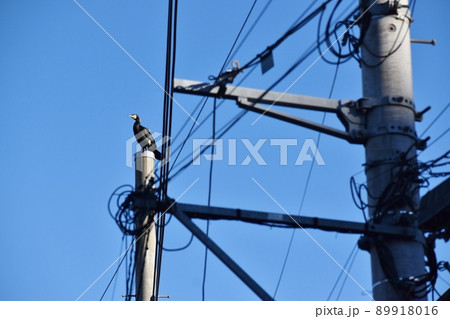 電柱のてっぺんにとまるカワウ 89918016