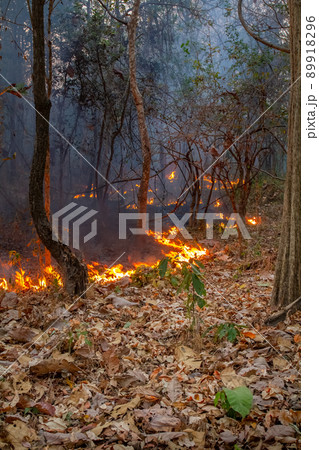 Wildfire disaster in tropical forest caused by human Wildfire disaster in tropical forest caused by human 89918296