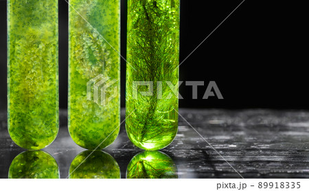 Algae fuel biofuel industry lab researching for alternative to fossil algae fuel or algal biofuel. Algae fuel biofuel industry lab researching for alternative to fossil algae fuel or algal biofuel. 89918335
