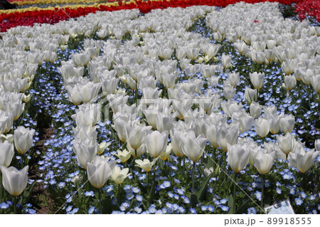 花卉59 89918555.jpg