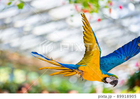 松江フォーゲルパーク バードショー ルリコンゴウインコ 松江フォーゲルパーク バードショー ルリコンゴウインコ 89918905