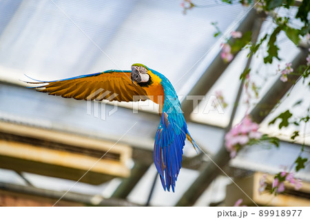 松江フォーゲルパーク バードショー ルリコンゴウインコ 松江フォーゲルパーク バードショー ルリコンゴウインコ 89918977