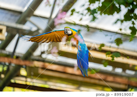 松江フォーゲルパーク バードショー ルリコンゴウインコ 89919007